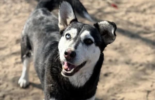 Desire-2, female 6yo Husky for adoption at Animal Happyend, Animal Happyend