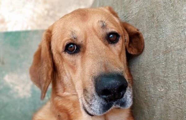 Diablo-2, male 4yo mixed breed for adoption at Animal Happyend, Animal Happyend