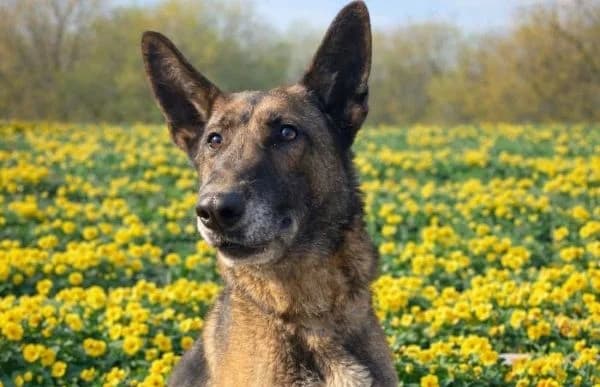 Dike, female senior Belgian Malinois for adoption at Animal Happyend, Animal Happyend