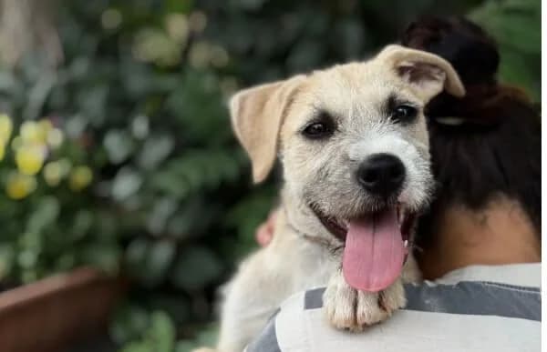 Dixy, female Mixed Breed for adoption at Animal Happyend, Animal Happyend