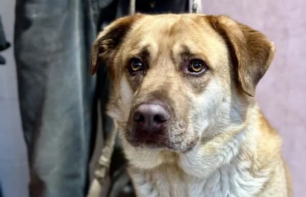 Dojo (Hund des Monats September 2025), male 5yo Mixed Breed for adoption at Animal Happyend, Animal Happyend