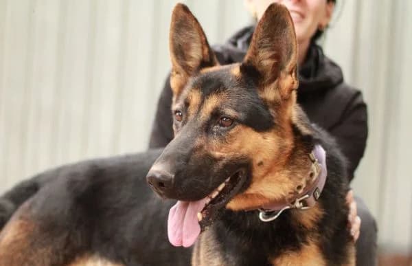 Dorel-2, male 7yo mixed breed for adoption at Animal Happyend, Animal Happyend