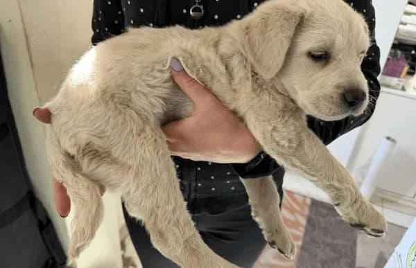 Doretta, female puppy Mixed Breed for adoption at Animal Happyend, Animal Happyend