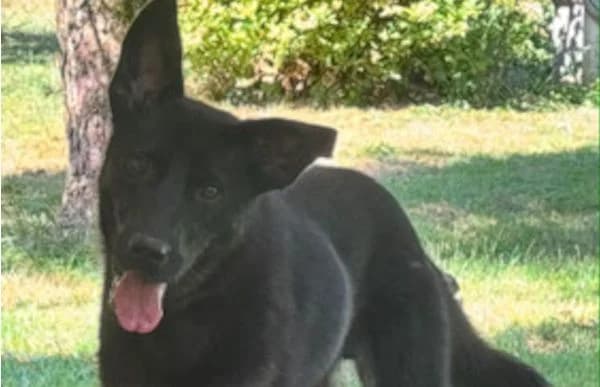 Dorin-3, Mixed Breed (Animal Happyend)