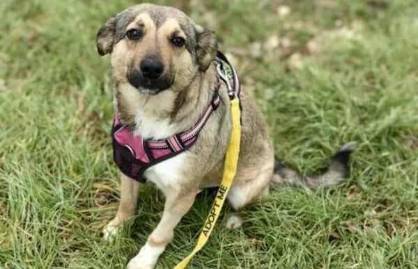 Dorina-4, female Mixed Breed for adoption at Animal Happyend