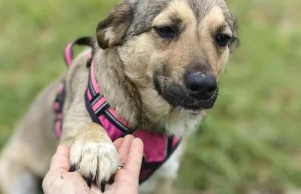Dorina-4, female Mixed Breed for adoption at Animal Happyend, Animal Happyend photo 2