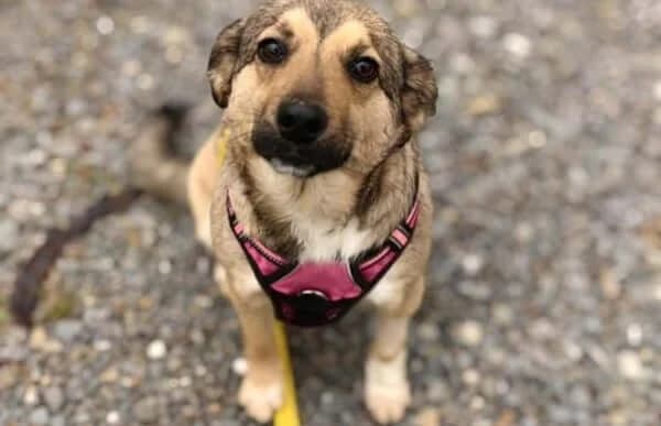 Dorina-4, female Mixed Breed for adoption at Animal Happyend, Animal Happyend photo 3