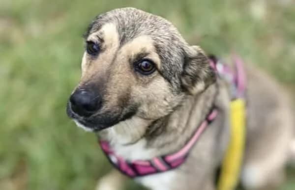 Dorina-4, female Mixed Breed for adoption at Animal Happyend, Animal Happyend photo 4