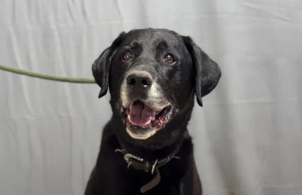 Dragan, schwarz male senior Mixed Breed for adoption at Animal Happyend, Animal Happyend