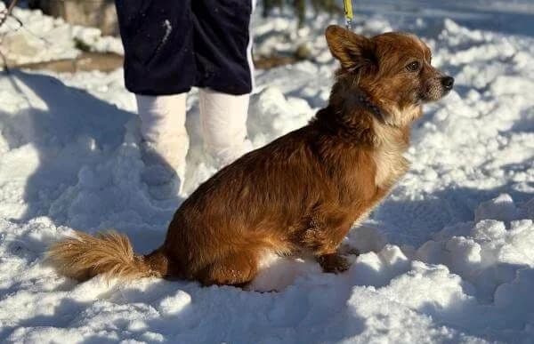 Drida, female Mixed Breed for adoption at Animal Happyend, Animal Happyend