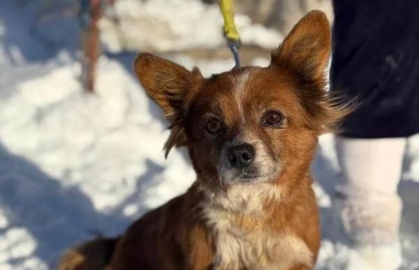 Drida, female Mixed Breed for adoption at Animal Happyend, Animal Happyend — photo 2 of 4