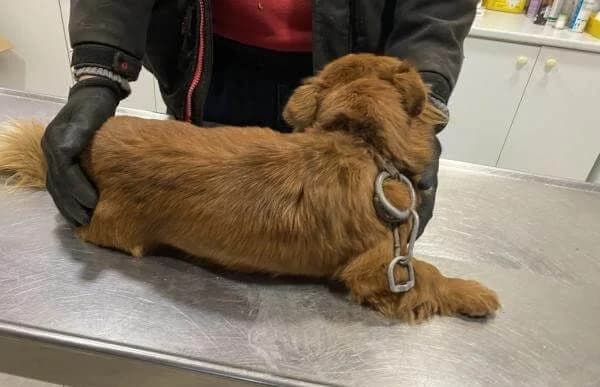 Drida, female Mixed Breed for adoption at Animal Happyend, Animal Happyend — photo 3 of 4