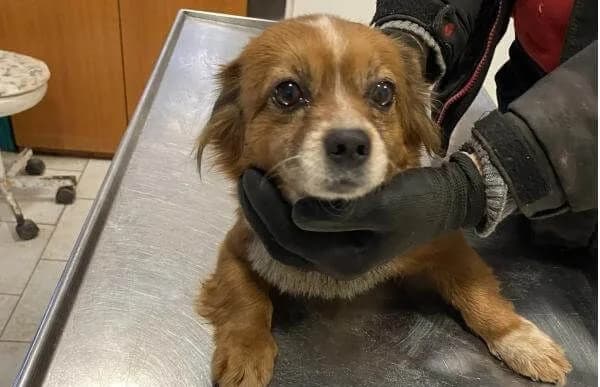 Drida, female Mixed Breed for adoption at Animal Happyend, Animal Happyend — photo 4 of 4