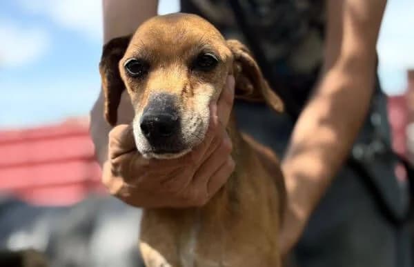 Dumbi, male senior Dachshund for adoption at Animal Happyend, Animal Happyend