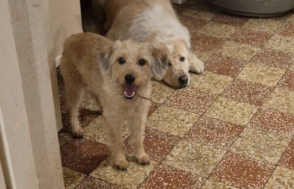 Dzsem, female young Mixed Breed for adoption at Animal Happyend, Animal Happyend