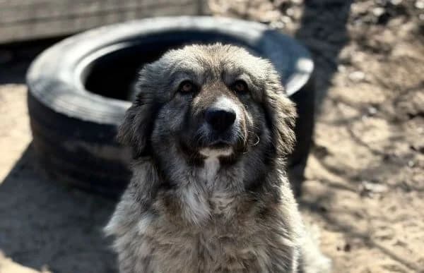Edwina (Hund des Monats Juni 2026), female 5yo Mixed Breed for adoption at Animal Happyend, Animal Happyend