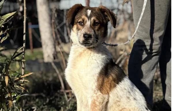 Eliot-2, male puppy Mixed Breed for adoption at Animal Happyend, Animal Happyend