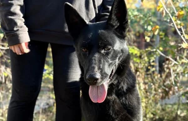 Elza-5, female senior mixed breed for adoption at Animal Happyend, Animal Happyend