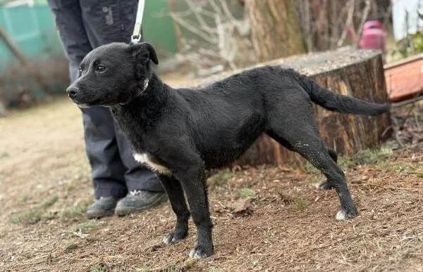 Emerka, female puppy Mixed Breed for adoption at Animal Happyend, Animal Happyend