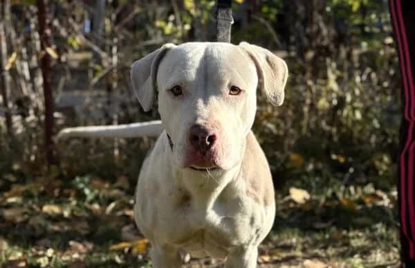 Emma-10, female senior mixed breed for adoption at Animal Happyend, Animal Happyend