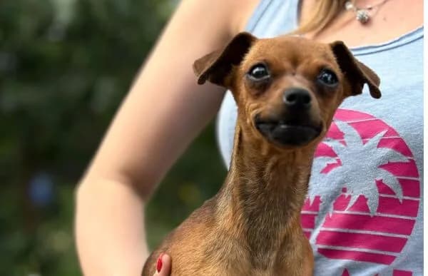 Ernella, female puppy mixed breed for adoption at Animal Happyend, Animal Happyend