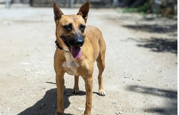 Eva-2, female 6yo Mixed Breed for adoption at Animal Happyend, Animal Happyend
