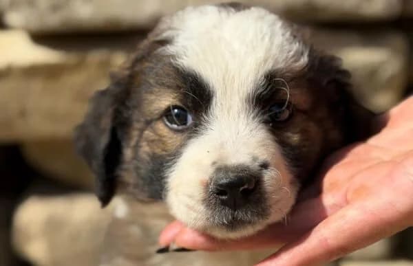 Fando, male puppy Mixed Breed for adoption at Animal Happyend, Animal Happyend