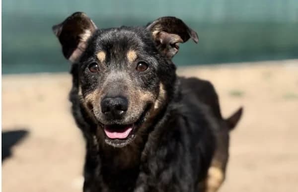 Faolan, male senior Mixed Breed for adoption at Animal Happyend, Animal Happyend