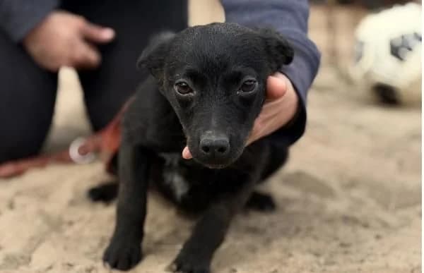 Fatima-2, female puppy Mixed Breed for adoption at Animal Happyend, Animal Happyend