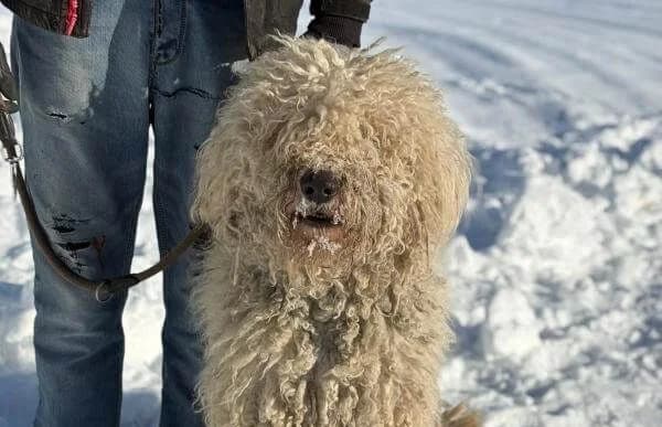 Feliksz, male young Komondor for adoption at Animal Happyend, Animal Happyend