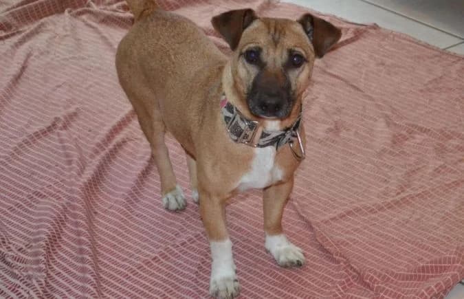 Fernando, male 3yo Mixed Breed for adoption at Animal Happyend, Animal Happyend