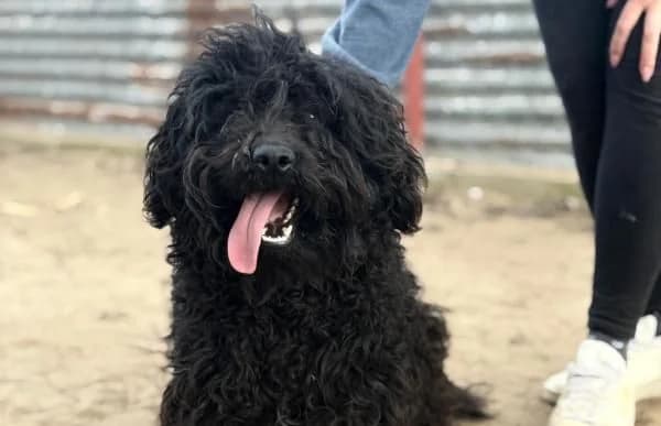 Figaro-2, male 3yo Puli for adoption at Animal Happyend, Animal Happyend