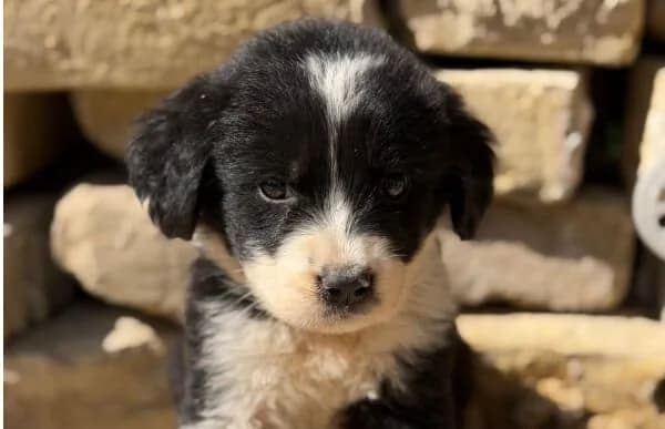 Filius, male puppy Mixed Breed for adoption at Animal Happyend, Animal Happyend