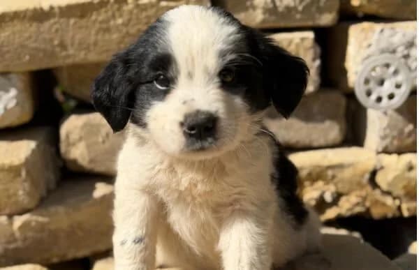 Fino-2, male puppy Mixed Breed for adoption at Animal Happyend, Animal Happyend