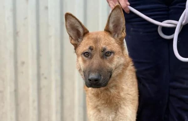 Flamina, female 3yo Mixed Breed for adoption at Animal Happyend, Animal Happyend