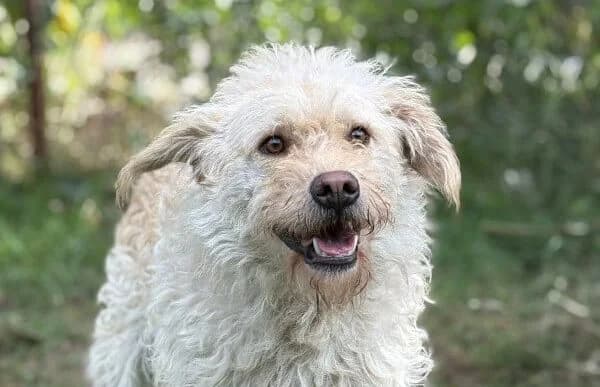Flavio, male 6yo Mixed Breed for adoption at Animal Happyend, Animal Happyend
