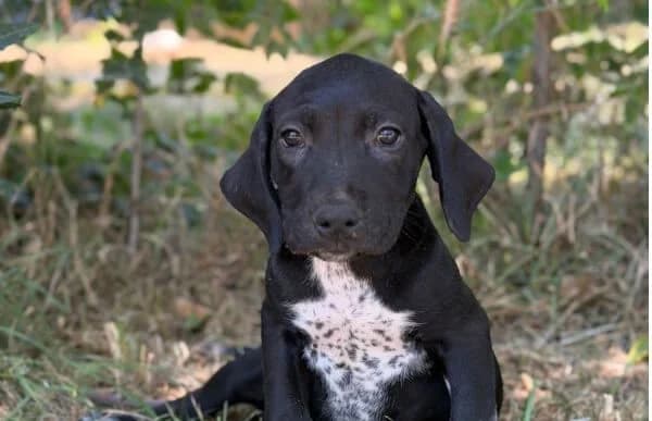 Flint-2, male Mixed Breed for adoption at Animal Happyend, Animal Happyend