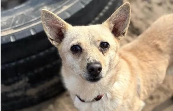 Florina, female 3yo Mixed Breed for adoption at Animal Happyend, Animal Happyend