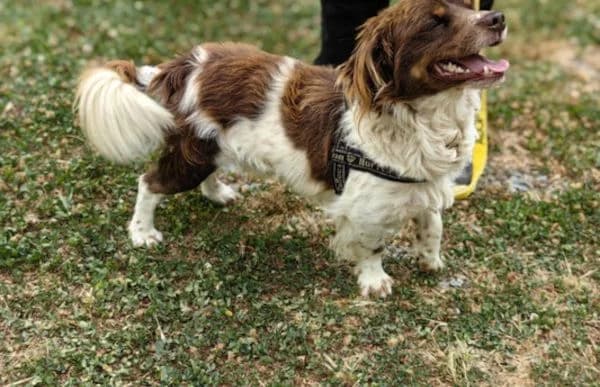 Floris, male Mixed Breed for adoption at Animal Happyend, Animal Happyend