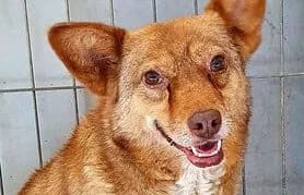 Foxy-4, female senior Mixed Breed for adoption at Animal Happyend, Animal Happyend