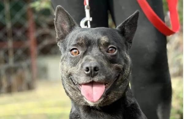 Frenki-2, Mixed Breed (Animal Happyend)