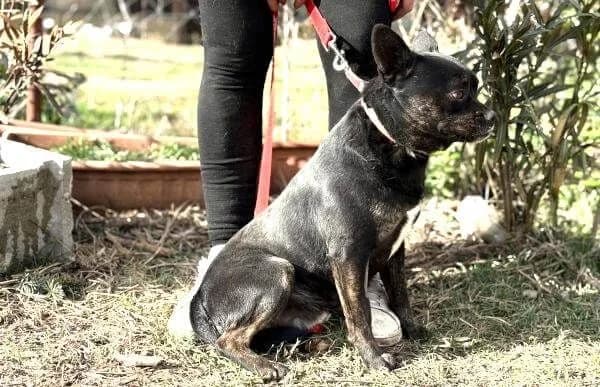 Frenki-2, male Mixed Breed for adoption at Animal Happyend, Animal Happyend photo 2
