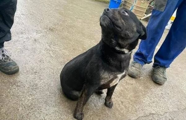 Frenki-2, male Mixed Breed for adoption at Animal Happyend, Animal Happyend photo 3