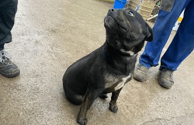 Frenki-2, male Mixed Breed for adoption at Animal Happyend, Animal Happyend photo 4