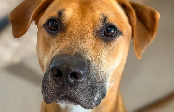 Gabo neu Cooper, male young mixed breed for adoption at Animal Happyend, Animal Happyend
