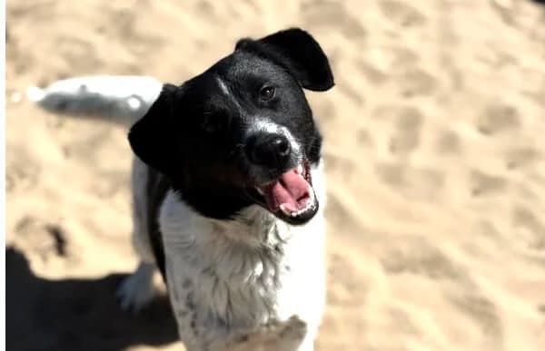 Gaston-2, male 4yo Mixed Breed for adoption at Animal Happyend, Animal Happyend