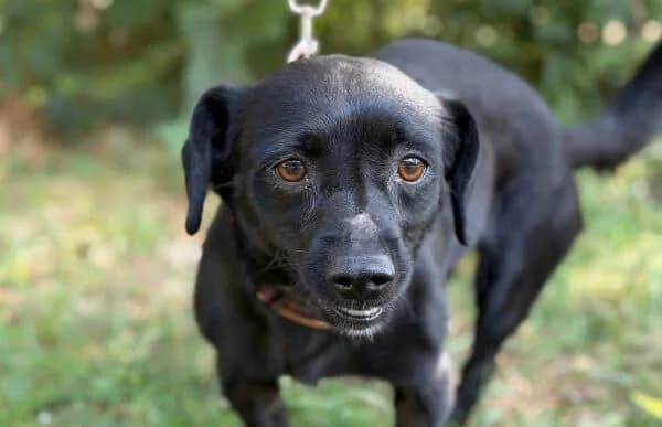 Gauri, female 5yo Mixed Breed for adoption at Animal Happyend, Animal Happyend