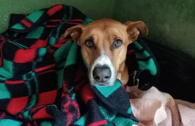 Geronimo, male Mixed Breed for adoption at Animal Happyend