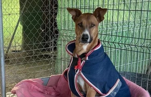 Geronimo, male Mixed Breed for adoption at Animal Happyend, Animal Happyend photo 2