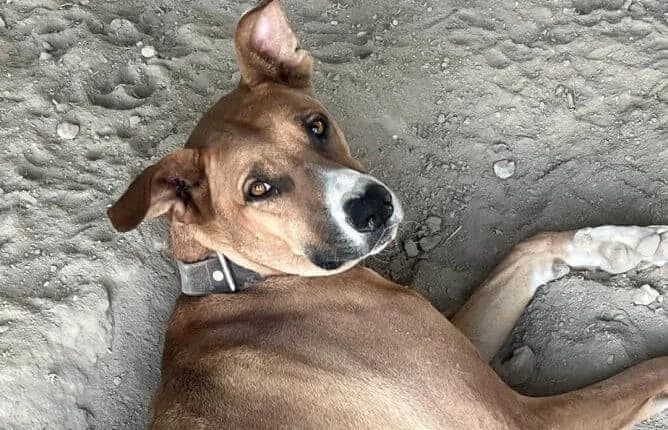 Geronimo, male Mixed Breed for adoption at Animal Happyend, Animal Happyend photo 3